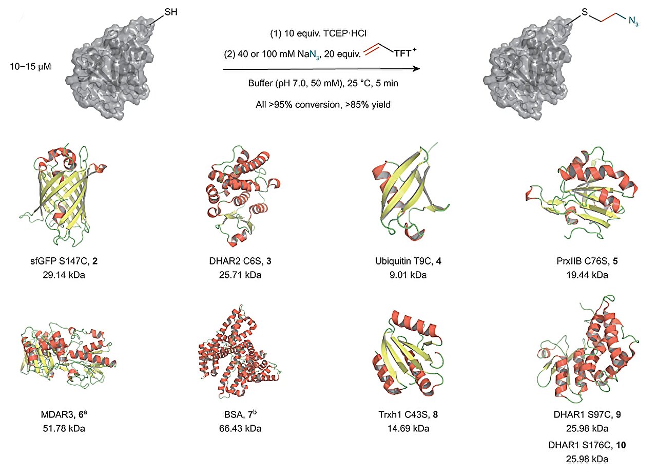 Thianthrenium chemistry allows reactivity switch of a nucleophilic amino acid into a versatile intermediate