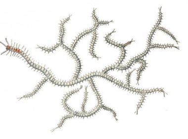 One Head, 1,000 Rear Ends: The Tale of a Deeply Weird Worm One Head, 1,000 Rear Ends: The Tale of a Deeply Weird Worm