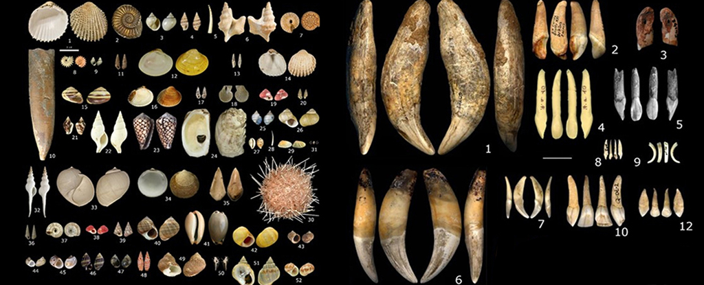 Stunning Prehistoric Jewelry Reveals 9 Hidden Societies in Ice Age Europe
