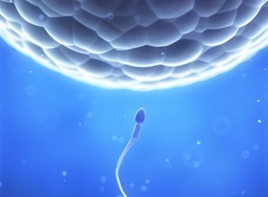 Simulations crack code of human egg fertilization Simulations crack code of human egg fertilization