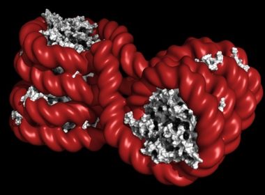 Nutritional epigenetics education reduces ultra-processed food intake in parents of children with autism and ADHD Nutritional epigenetics education reduces ultra-processed food intake in parents of children with autism and ADHD
