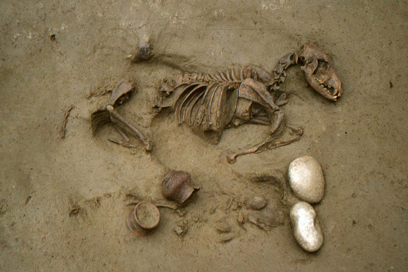 Dogs and horses buried with Iron Age people may have been beloved pets