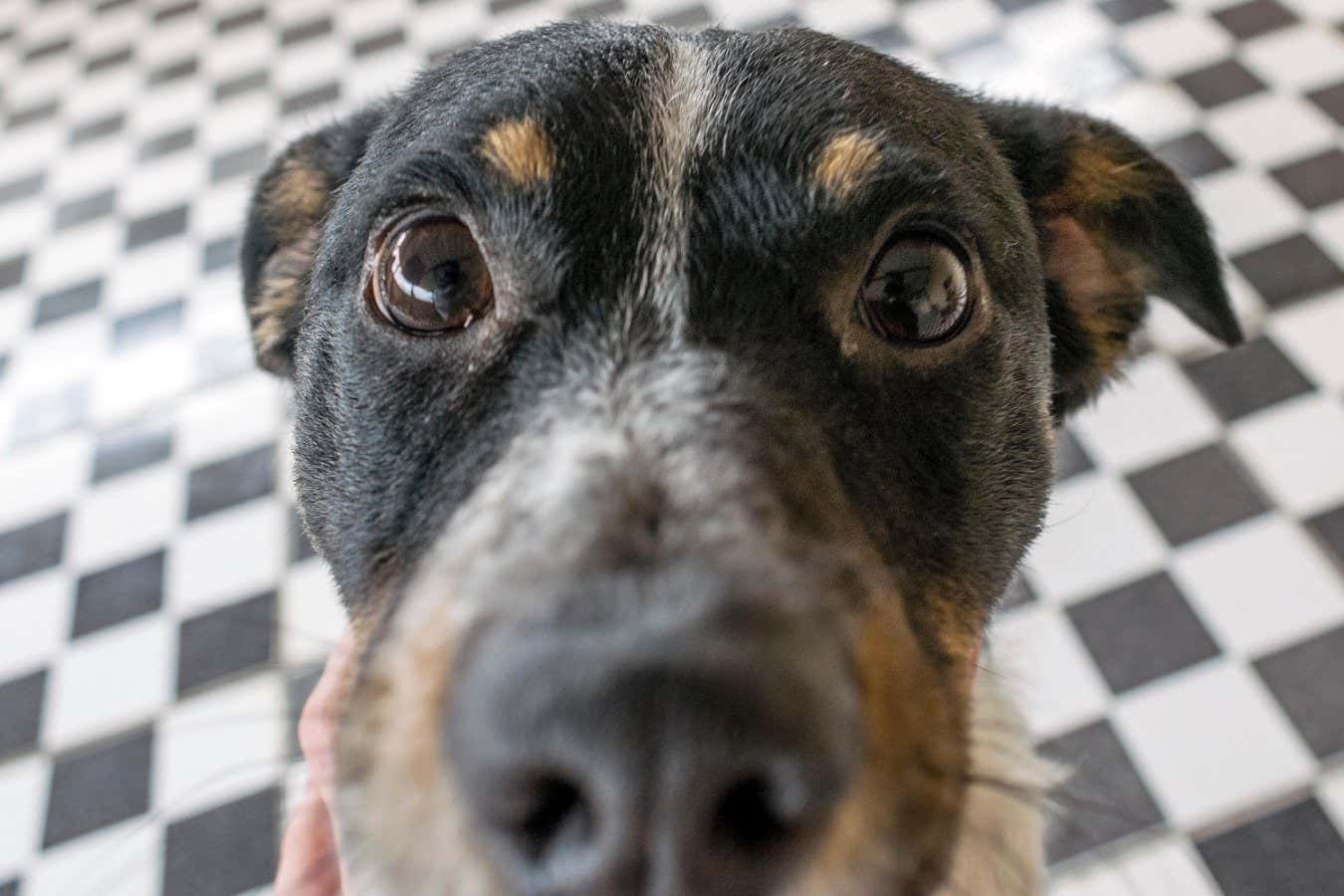 Pet dogs smell Parkinson’s disease with almost 90 per cent accuracy