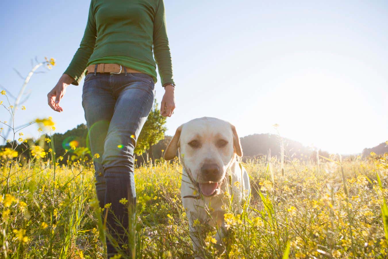 A simple trick can make a dog treat a stranger as their friend
