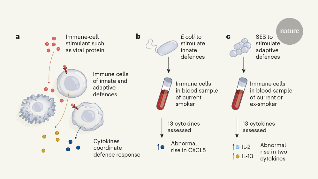Smoking’s lasting effect on the immune system