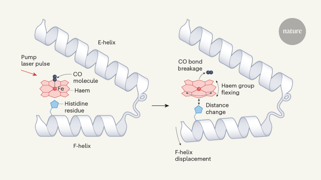 Energetic laser pulses alter outcomes of X-ray studies of proteins