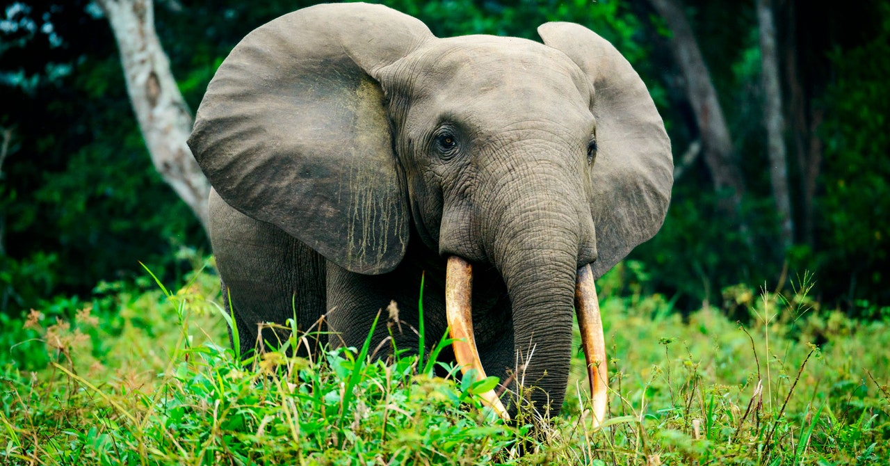 Wild Animals Should Be Paid for the Benefits They Provide Humanity