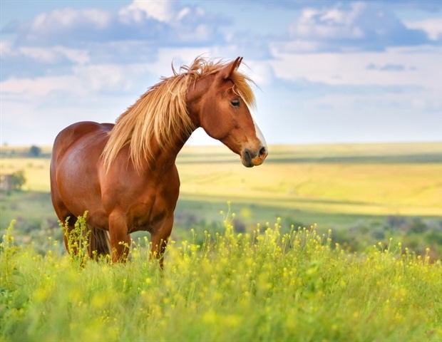 Horse sedative use among humans spreads in deadly mixture of ‘tranq’ and fentanyl