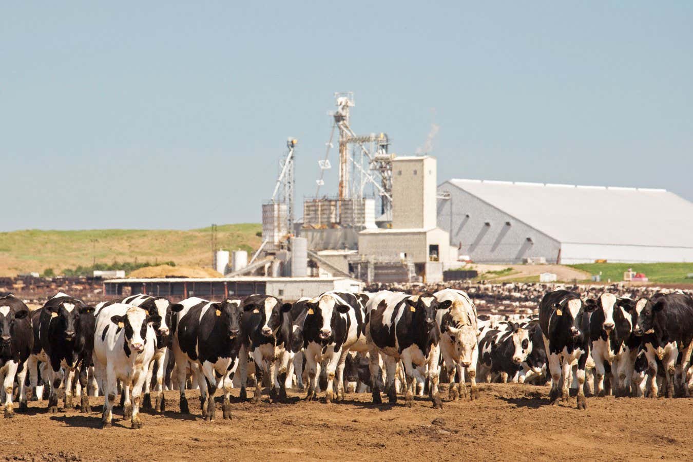If gene-edited meat eases the climate crisis, then we must embrace it