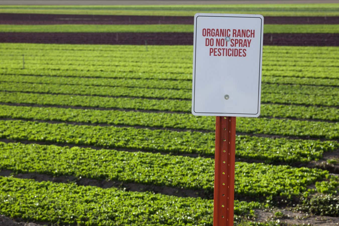 Organic farms trigger more pesticide use on nearby conventional farms