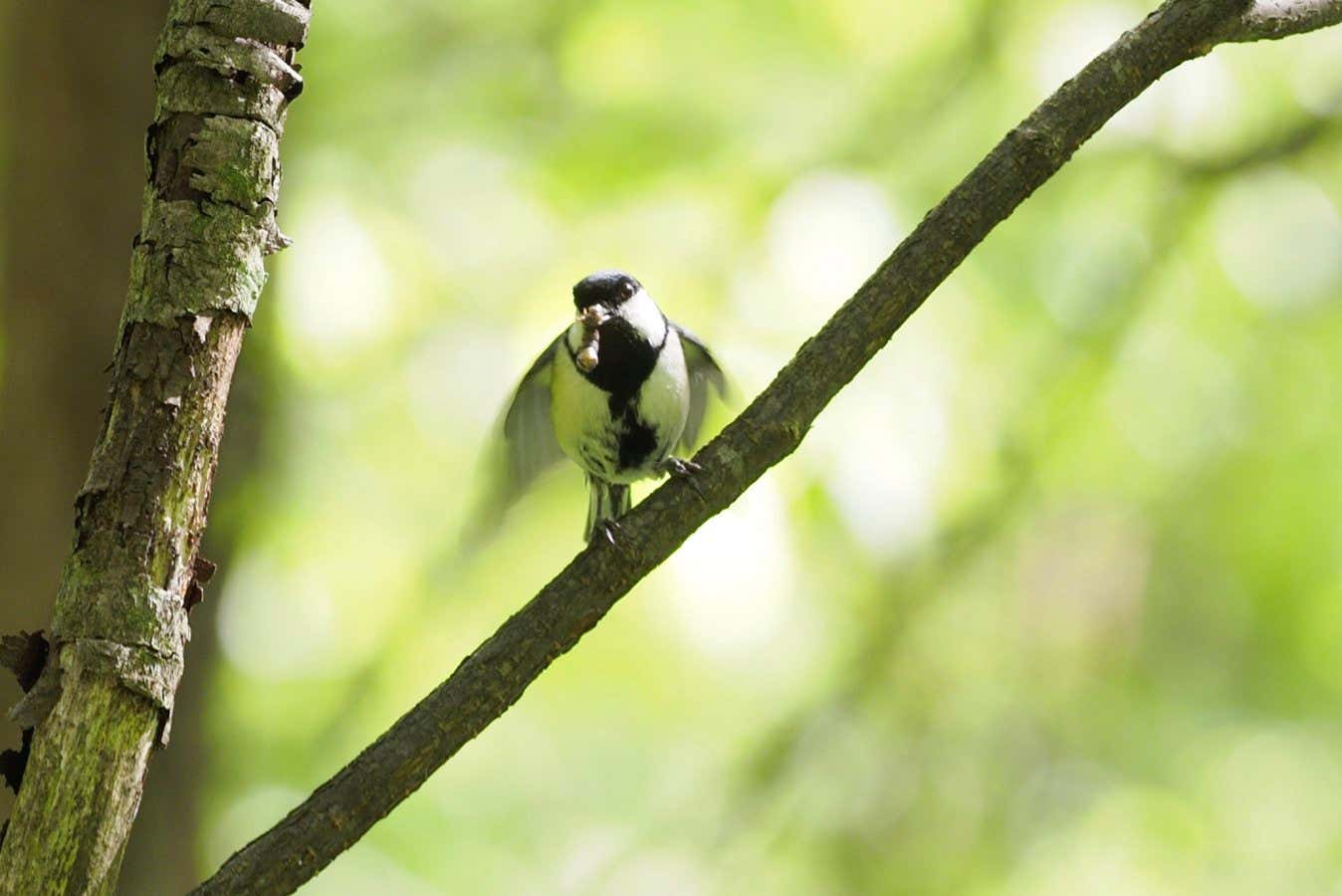 Birds make an ‘after you’ gesture to prompt their mate to enter nest