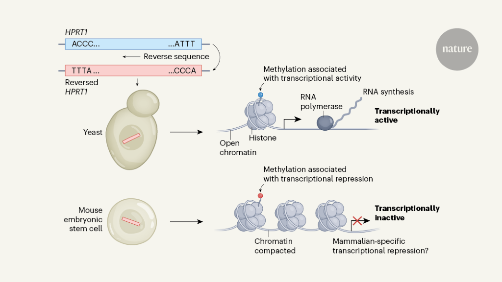 Mammalian cells repress random DNA that yeast transcribes