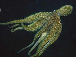 Oldest known animal sex chromosome evolved in octopuses 380 million years ago Oldest known animal sex chromosome evolved in octopuses 380 million years ago
