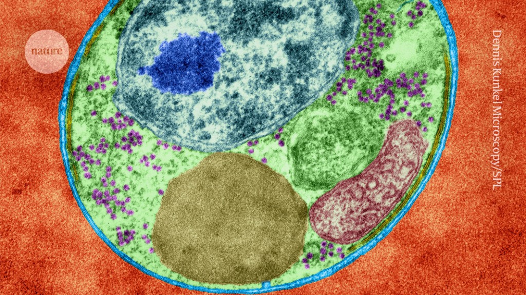 Ancient malaria genome from Roman skeleton hints at disease’s history