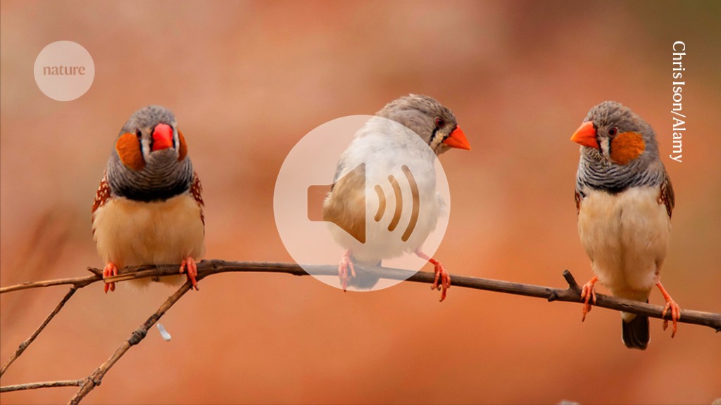 AI hears hidden X factor in zebra finch love songs
