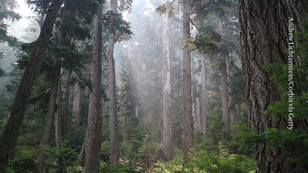 The ‘Mother Tree’ idea is everywhere — but how much of it is real?