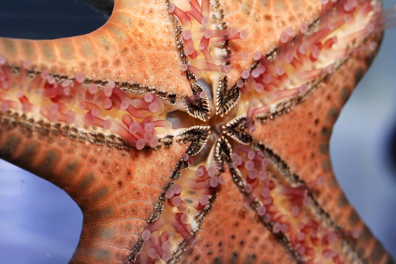 Starfish have hundreds of feet but no brain – here’s how they move