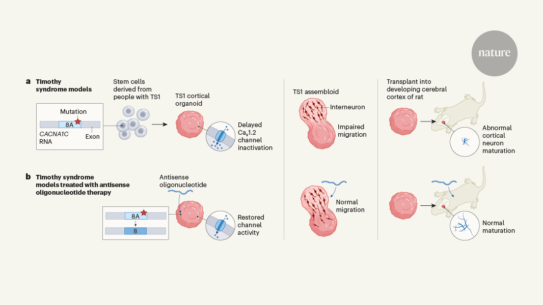 Targeting RNA opens therapeutic avenues for Timothy syndrome