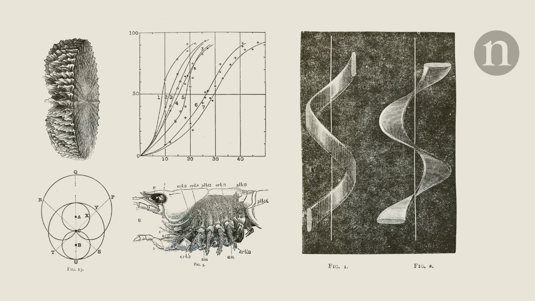 The biologist who built a Faraday cage for a crab