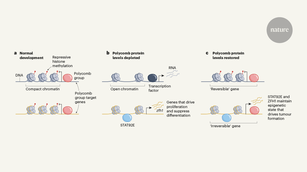 Tumours form without genetic mutations