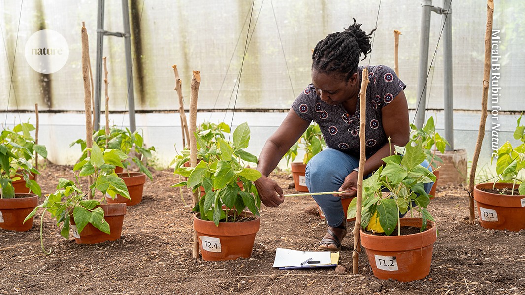 How ground glass might save crops from drought on a Caribbean island