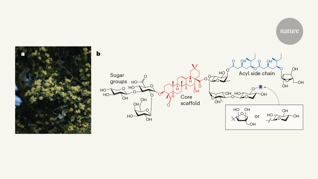 Vaccine-enhancing plant extract could be mass produced in yeast