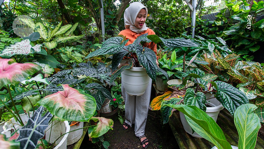 Smarty plants? Controversial plant-intelligence studies explored in new book