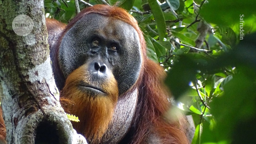 First wild animal seen using medicinal plant