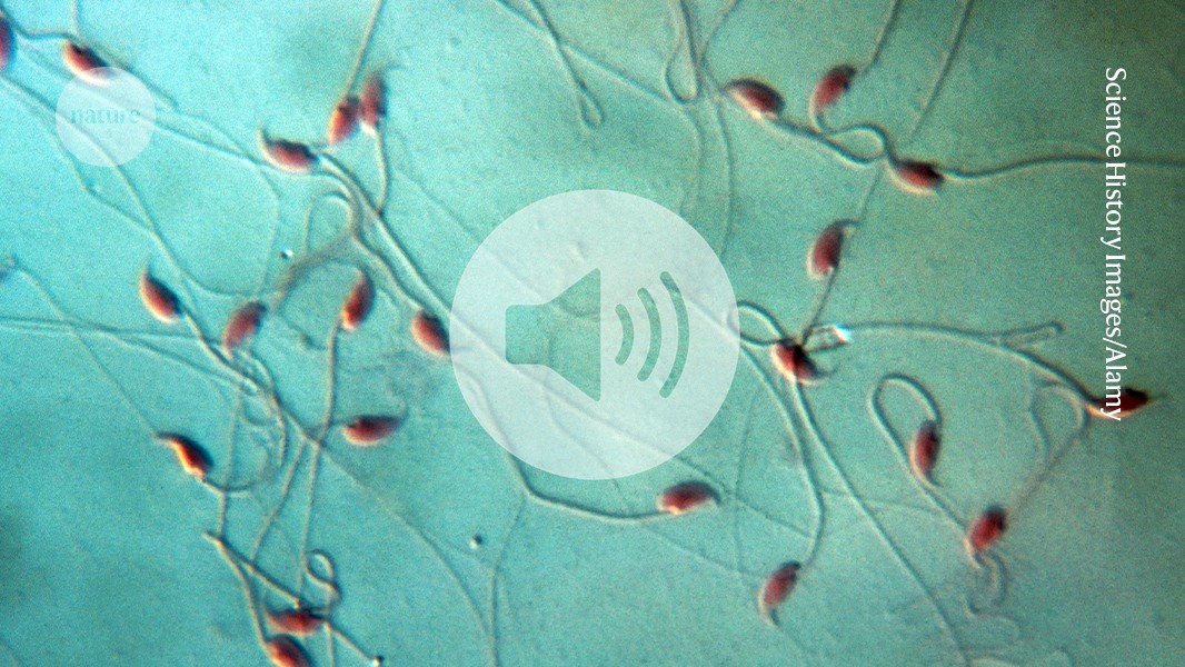 Dad’s microbiome can affect offspring’s health — in mice