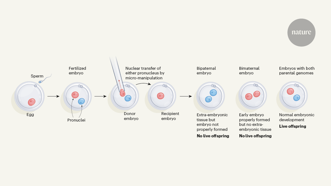The phenomenon of genomic imprinting was discovered 40 years ago