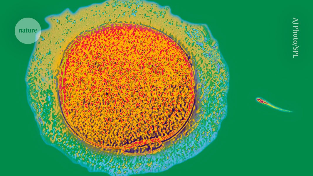 ‘epigenetic’ reset in human cells paves the way
