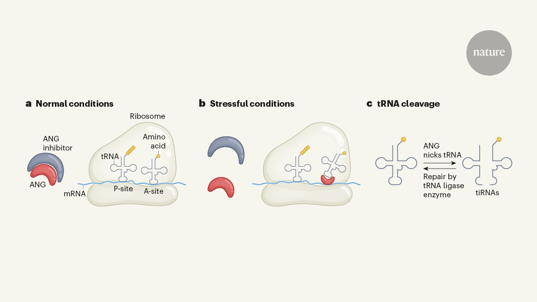 Ribosomes unexpectedly moonlight as activators of angiogenin enzyme