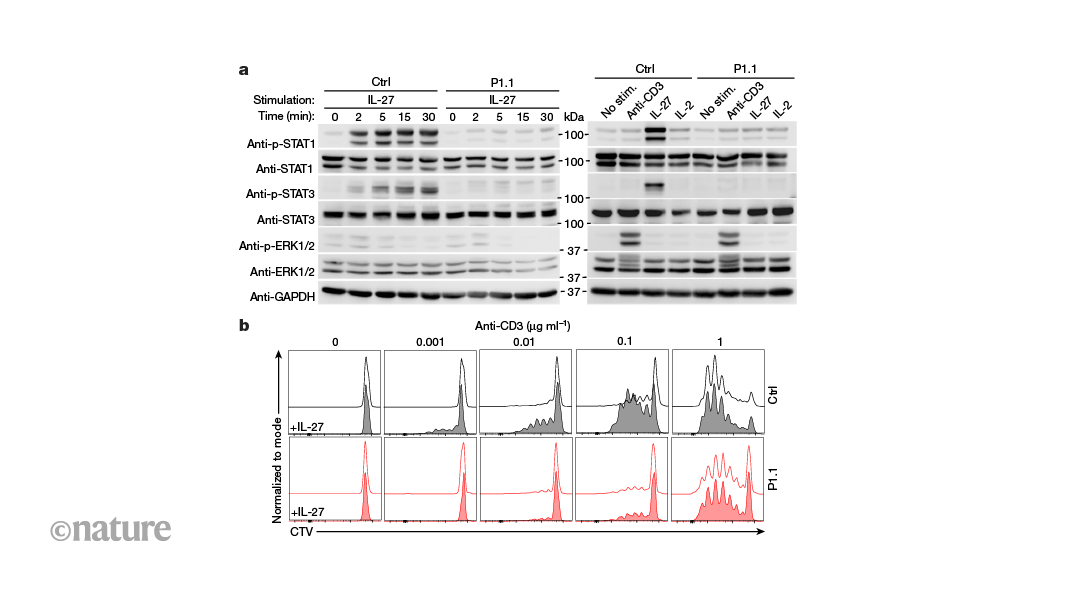 Lack of an immune receptor might prevent cancers associated with Epstein–Barr virus