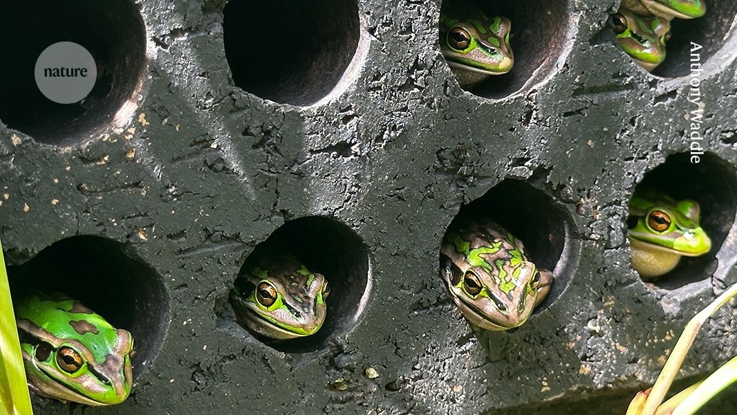 Mini saunas save endangered frogs from fungal disease