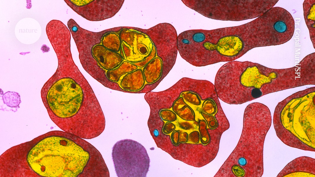 Self-targeting antibodies tied to lower malaria risk in kids