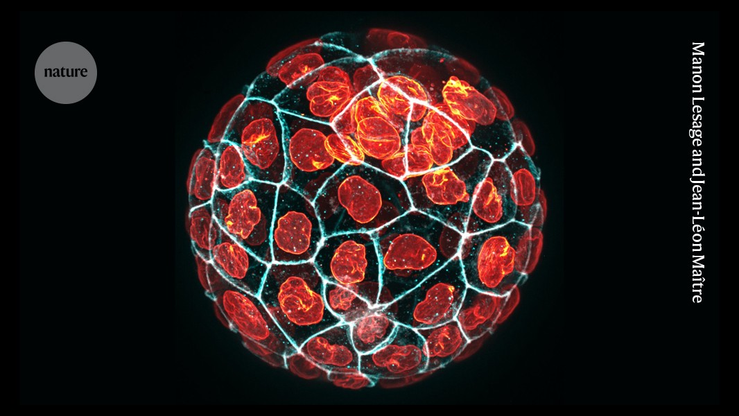 how to measure the forces that sculpt embryos