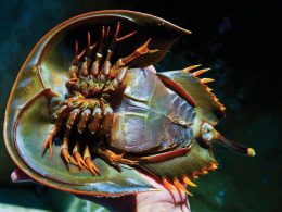 Animal-free endotoxin testing approved Animal-free endotoxin testing approved