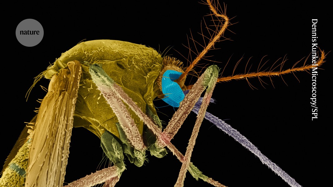 Mysterious Oropouche virus is spreading: what you should know