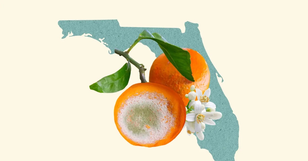 The Fight to Save Florida’s Oranges