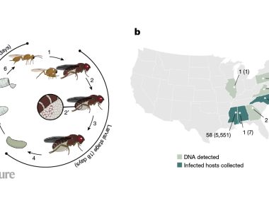 these parasitoid wasps grow in adult fruit flies these parasitoid wasps grow in adult fruit flies