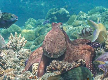 Octopuses and fish caught on camera hunting as a team Octopuses and fish caught on camera hunting as a team