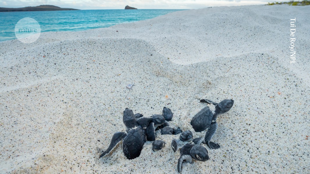 Baby sea turtles ‘swim’ up from buried nests to the open air