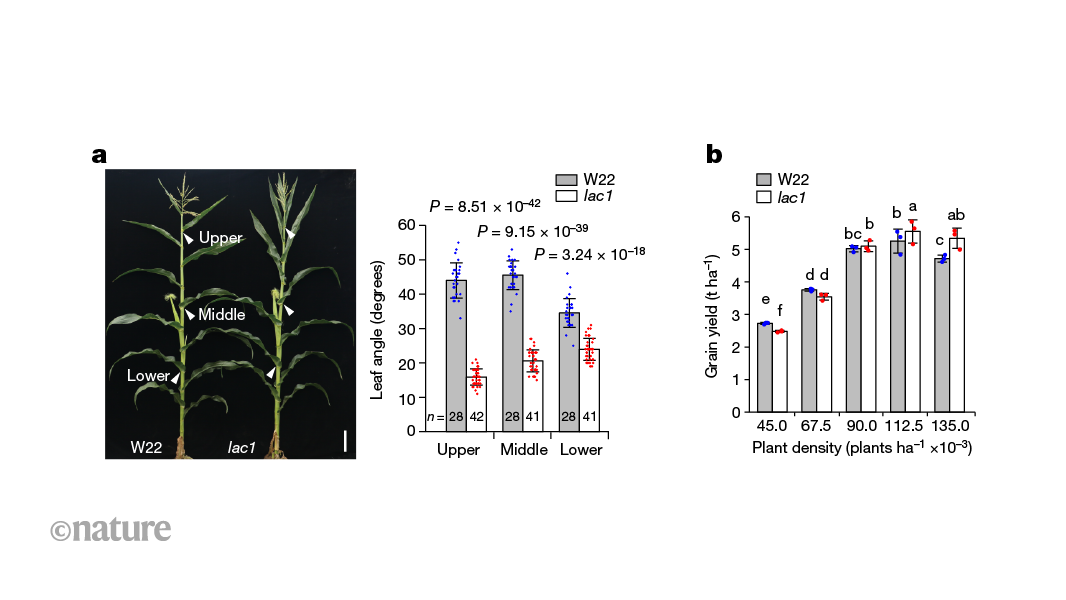 Mutant maize with a ‘smart canopy’ evades the shade at high planting density